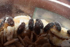 Ulomoides dermestoides