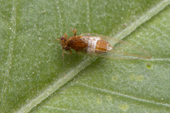 Triozidae