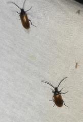 Pseudocistela ceramboides