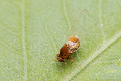 Triozidae