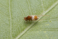 Triozidae