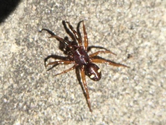 Asagena americana