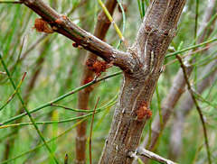 Allocasuarina paludosa