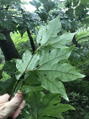 Mason Brock, CC0, iNaturalist via GBIF Lindera triloba, photograph Mason Brock, CC0, iNaturalist via GBIF