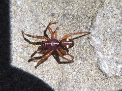 Asagena americana