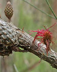 Allocasuarina paludosa