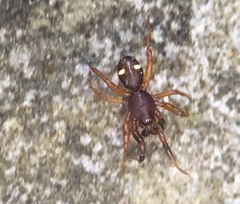 Asagena americana