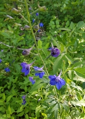 Delphinium alabamicum