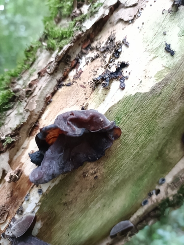 Jelly Ear