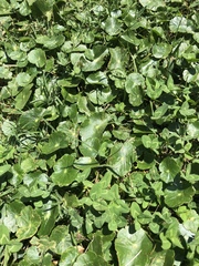 Hydrocotyle sibthorpioides