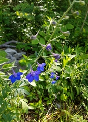 Delphinium alabamicum