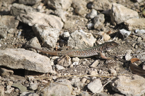 Italian Wall Lizard