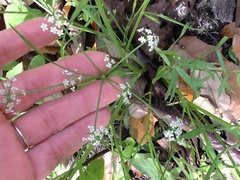 Limnosciadium pumilum