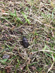 Coleoptera