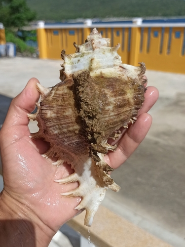 Chicoreus ramosus observed 2026-09-30