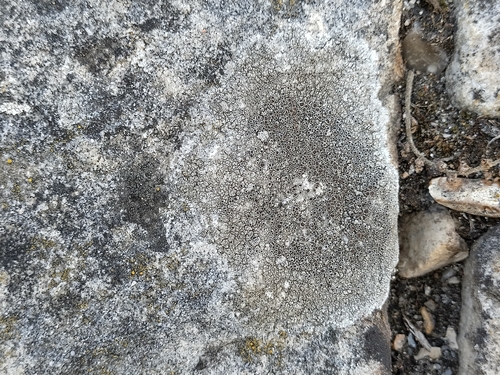 Lecanora subfusca observed 2026-09-30
