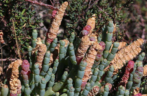 Image of Salicornia blackiana by (c) Lorraine Phelan, some rights reserved (CC BY)