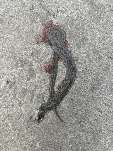 Frog-eating Rat Snake