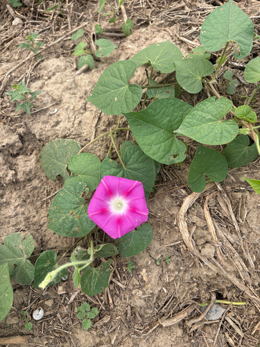 common morning-glory