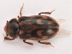 Heterocerus fenestratus
