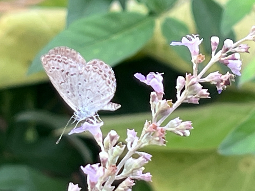 Pale Grass Blue
