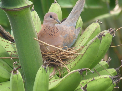 Laughing Dove