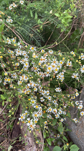 frost aster