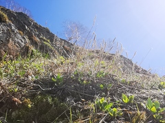 Plantago camtschatica