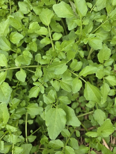 Cardamine pensylvanica observed 2026-09-30
