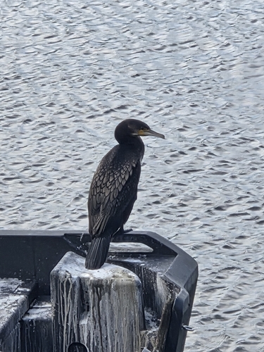 Great Cormorant