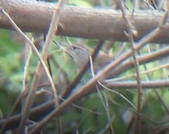 Uropsila leucogastra