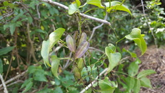 Dioscorea orangeana image