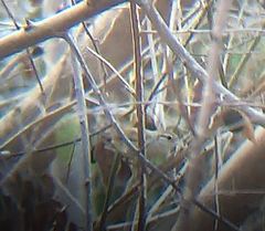 Uropsila leucogastra