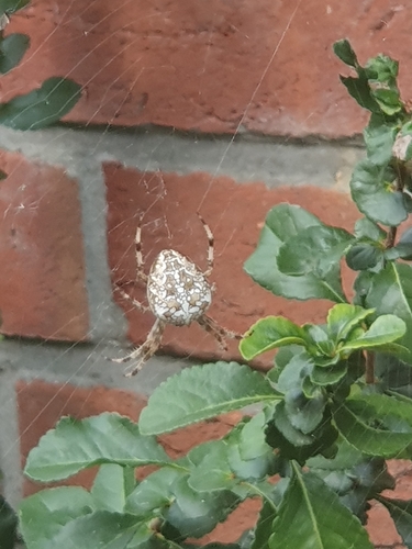 Cross Orbweaver