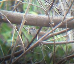 Uropsila leucogastra