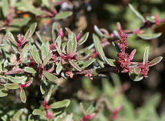 Atriplex paludosa paludosa
