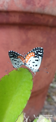 Red Pierrot