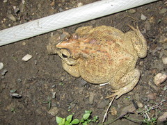 Duttaphrynus melanostictus