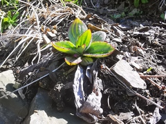 Plantago camtschatica