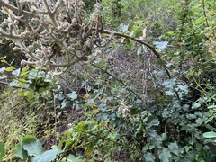 Pseudognaphalium ramosissimum