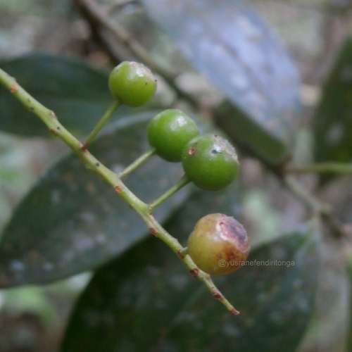 Vaccinium laurifolium observed 2015-12-07