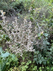 Pseudognaphalium ramosissimum