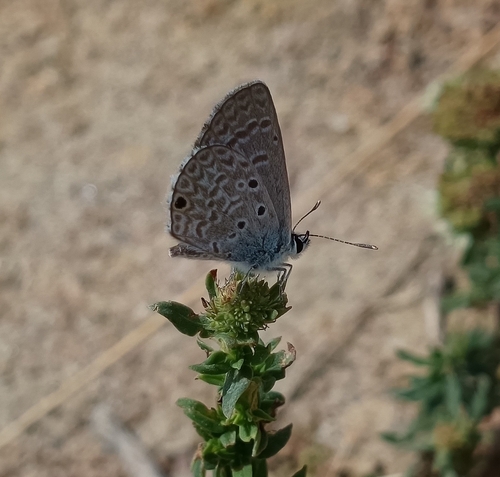 Hanno Blue