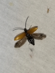 Pseudocistela ceramboides