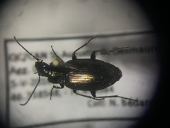 Agonum muelleri
