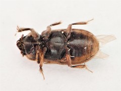 Heterocerus fenestratus