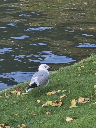 Common Gull