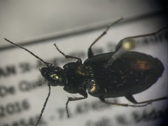 Agonum muelleri