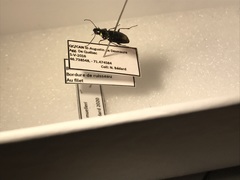 Agonum muelleri