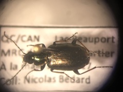 Agonum muelleri